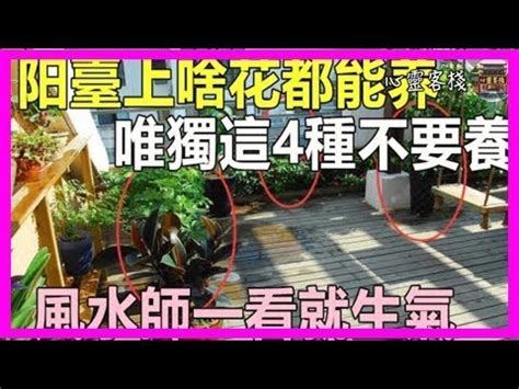 玉蘭花風水禁忌|【玉蘭花風水禁忌】玉蘭花樹的風水禁忌種植要注意什麼 